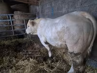 ثور, Charolais cattle — الصورة 2