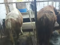 公牛, Cattle — 照片 4