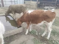 Kuh, Simmental cattle — Foto 3