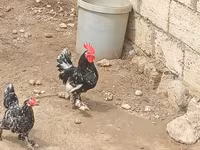Chickens — Foto 2