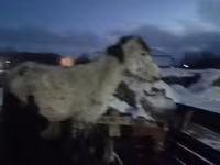 Yegua, Caballos — foto 3