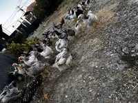 Chickens — 6-сурет