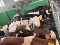 ثور, Simmental cattle — الصورة 2