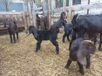 Ziege, Damask goat — Foto 4