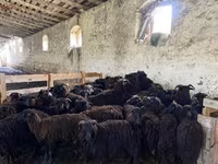 Oveja, Ovejas — foto 1