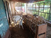 عنزة, Saanen goat — الصورة 1