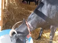 बकरी, Saanen goat — फ़ोटो 1