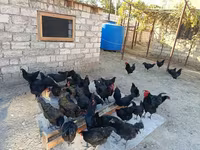 Australorp — foto 4