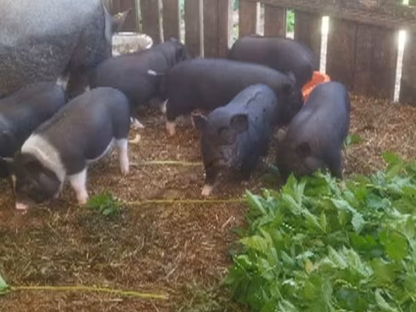 Schweine (Partie, Geschlecht nicht angegeben),  — Russland