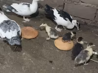 Ducks — Foto 2