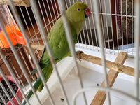 Qəfəslə erkəy 200 azn vatsap əlaqə Nimfa (Cockatiel) tutuquşu və qəfəs — الصورة 4
