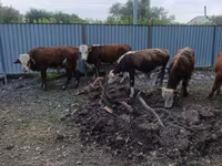 Bulle, Simmental cattle — Foto 1