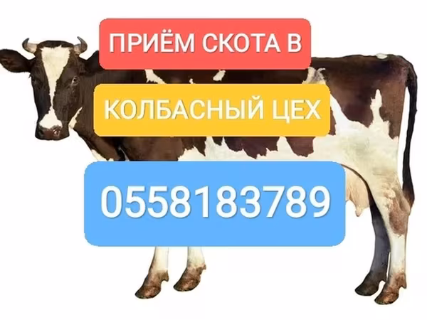 Голштинская порода
