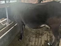 Bulle, Latvian Blue cattle — Foto 2