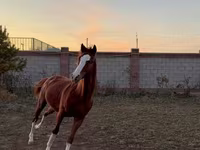 Horse (M), Arabian horse — photo 1