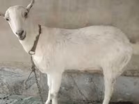 山羊（批次，未指定性别）, Barbari goats — 照片 1