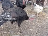 Turkeys — Foto 2