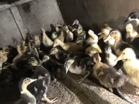 Ducks — الصورة 7