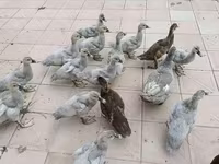 Ducks — photo 2