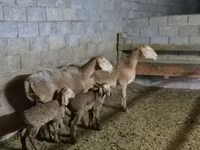 Widder, Arashan sheep — Foto 2