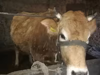 İnək, Latvian Blue cattle — foto 1