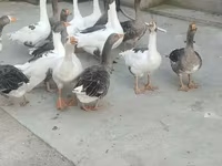 Geese — 2-rasm