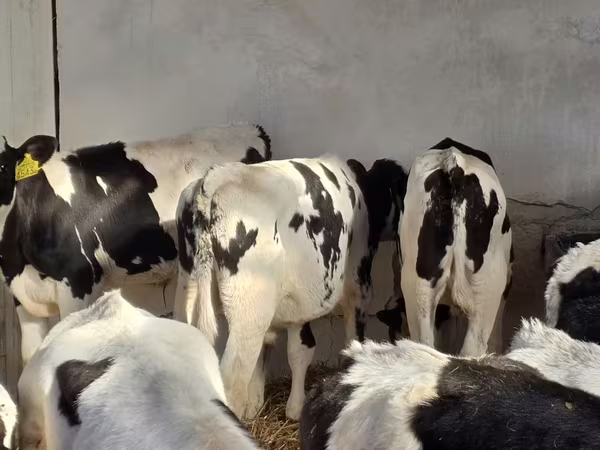 Toro, Russian Black pied cattle