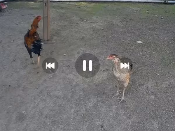 Chickens