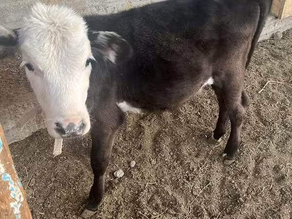 Bulle, Latvian Blue cattle