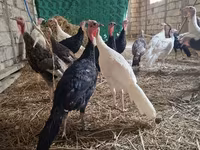 Blanca de pechuga ancha — foto 4