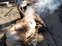 Vind carne de purcel — foto 2