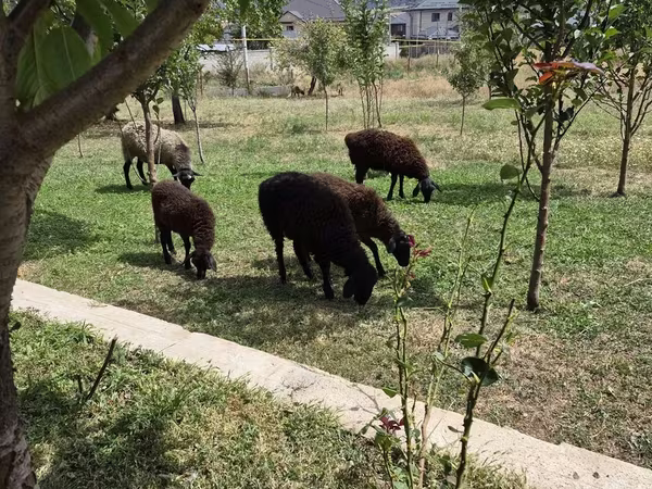 Sheep, Edilbay sheep