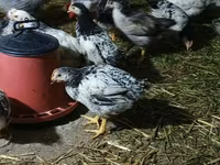 Chickens — photo 4