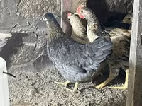 Chickens — 1-rasm