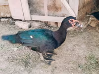Ducks — الصورة 3