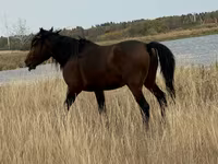 At, Kazakh horse — foto 4
