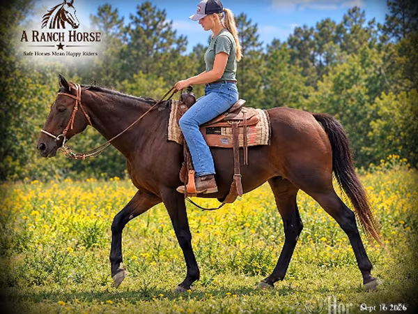 فرس, Quarter Horse