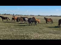 Yegua, Kazakh horse — foto 2