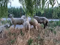Qoç, Qoyunlar — foto 4