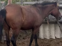 حصان, Horse breed — الصورة 3