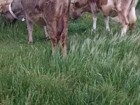 İnək, Azərbaycan zebu — foto 6