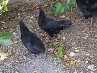 Chickens — 1-rasm