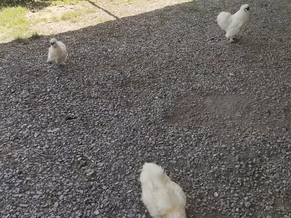 Silkie