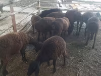 母羊, Sheep — 照片 1