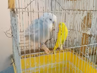 Iki qus (erkek disi) bir boyuk qefes icinde yemi qabi su qabi — фото 3