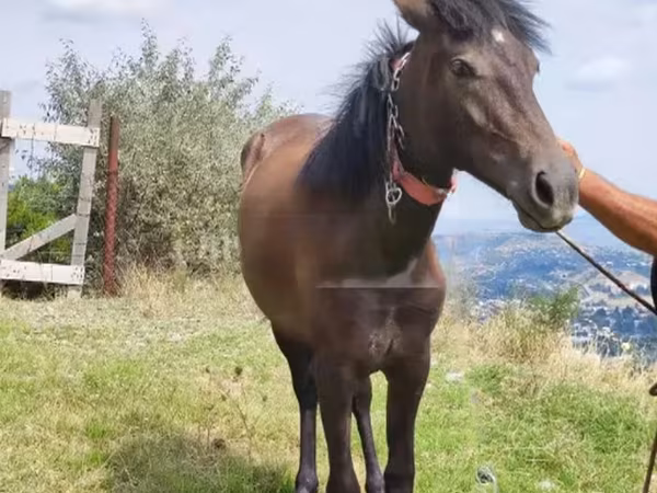 فرس, الخيول
