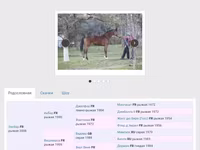 Stute, Arabian horse — Foto 7