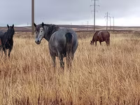 Stute, Kazakh horse — Foto 2