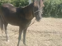 Mare, Azerbaijan horse — photo 1