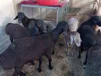 كبش, الأغنام — الصورة 1